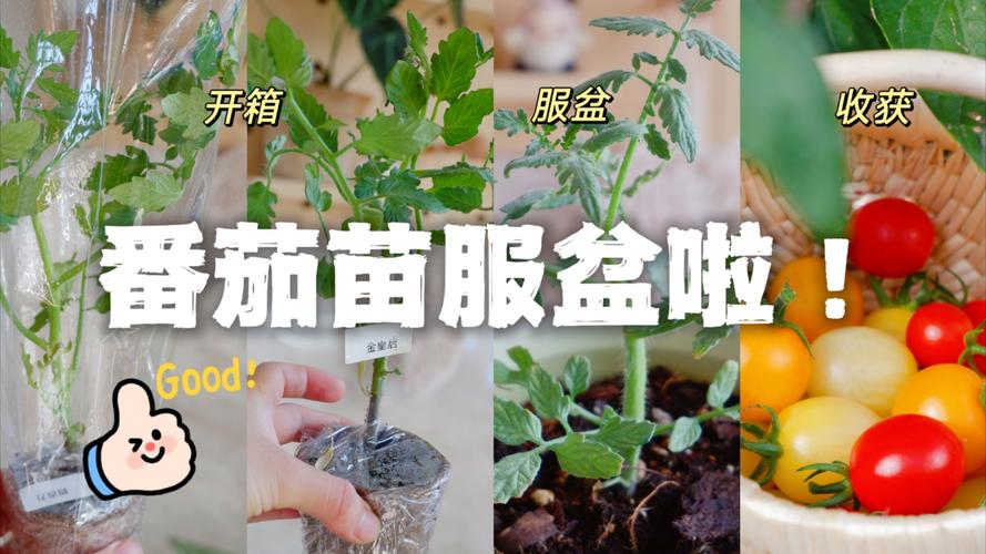 在家西红柿育苗方法和时间「自己家番茄育苗怎么种植视频」 在家西红柿育苗方法和时间「自己家番茄育苗怎么种植视频」 植物种类
