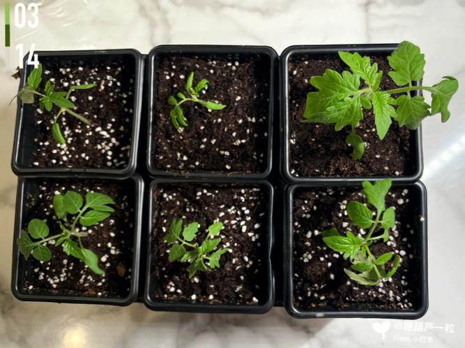 黑番茄大家了解吗？是转基因的吗「黑色番茄小苗怎么种植视频」 黑番茄大家了解吗？是转基因的吗「黑色番茄小苗怎么种植视频」 植物种类