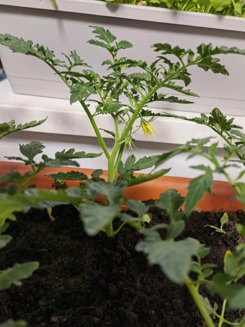 西红柿苗心叶子皱,往下卷什么原因「阳台番茄苗朝下怎么种植视频」 植物种类 西红柿苗心叶子皱,往下卷什么原因「阳台番茄苗朝下怎么种植视频」 西红柿苗心叶子皱,往下卷什么原因「阳台番茄苗朝下怎么种植视频」 植物种类
