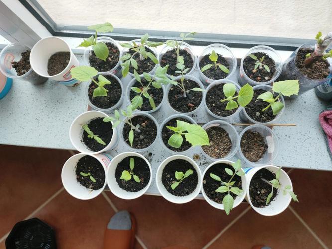 西红柿种子育苗最新方法「番茄怎么育苗农村种植视频」 西红柿种子育苗最新方法「番茄怎么育苗农村种植视频」 花朵知识