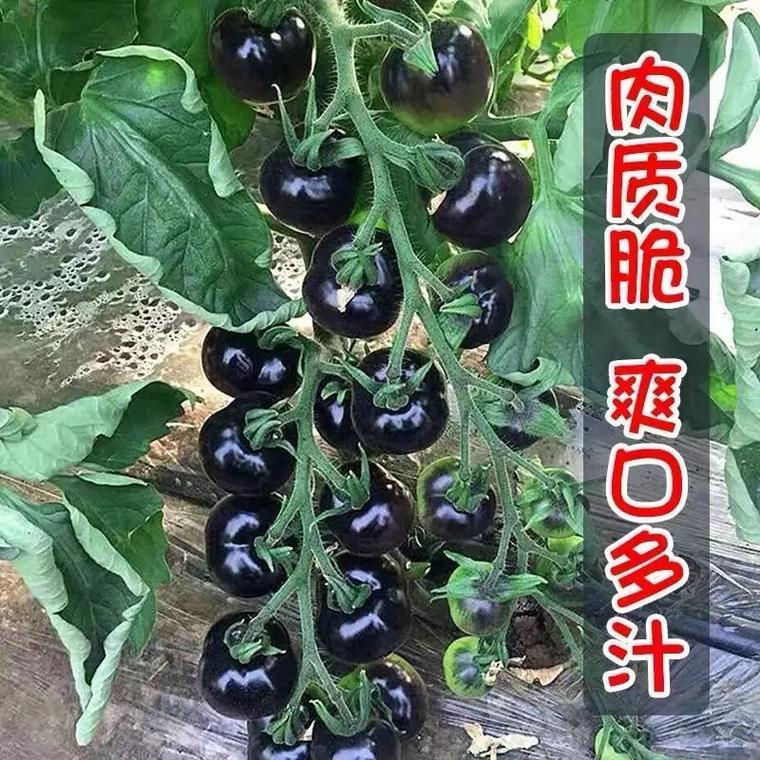 珍珠果是怎么种的「金色珍珠番茄苗怎么种植的」 珍珠果是怎么种的「金色珍珠番茄苗怎么种植的」 番茄病虫害防治