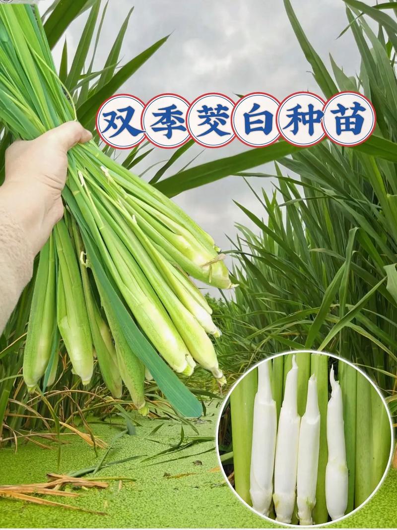 绍兴11月份可以种什么菜「茭白怎么种植番茄视频」 绍兴11月份可以种什么菜「茭白怎么种植番茄视频」 种植技巧