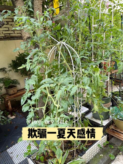树番茄种植方法「自动番茄种植机怎么用视频」 植物种类 树番茄种植方法「自动番茄种植机怎么用视频」 树番茄种植方法「自动番茄种植机怎么用视频」 植物种类