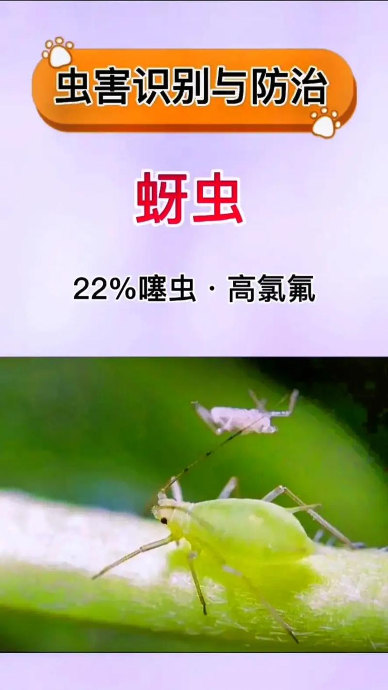 月亮果的种植方法「番茄种植怎么防虫害图片大全」 月亮果的种植方法「番茄种植怎么防虫害图片大全」 花朵知识
