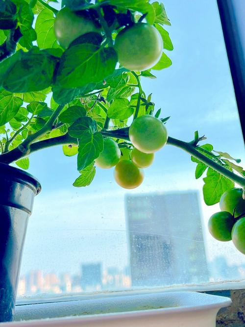 千禧番茄阳台种植方法「阳台的番茄怎么种植的」 千禧番茄阳台种植方法「阳台的番茄怎么种植的」 番茄种植技巧