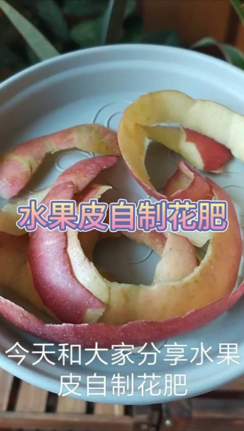 苹果皮鸡蛋壳怎么做花肥「兰花土种番茄怎么种植视频」 苹果皮鸡蛋壳怎么做花肥「兰花土种番茄怎么种植视频」 植物种类