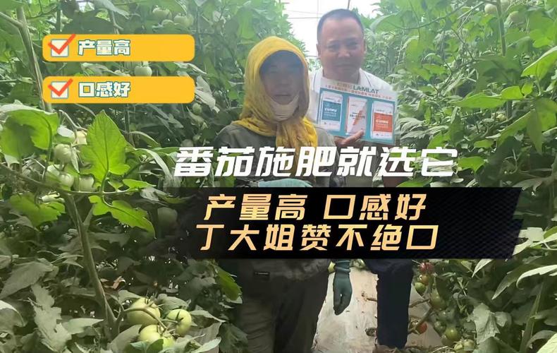 西红柿用什么肥料最好「番茄家庭种植 怎么施肥视频」 西红柿用什么肥料最好「番茄家庭种植 怎么施肥视频」 番茄病虫害防治