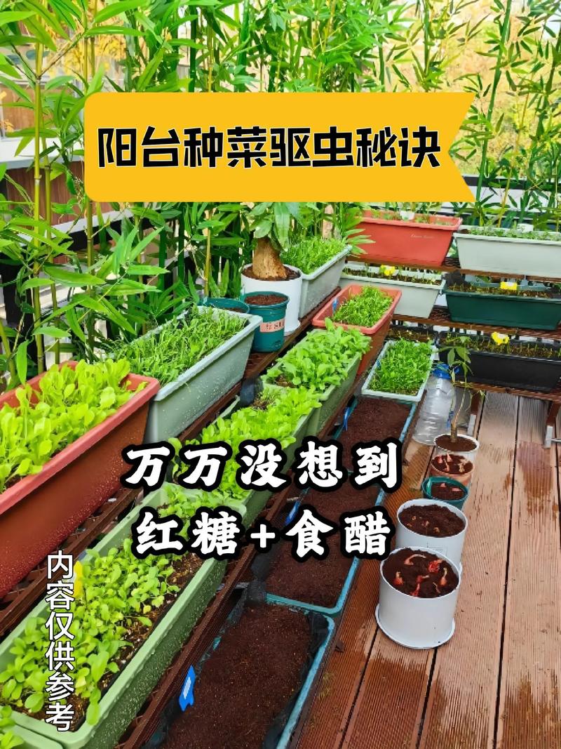 阳台种菜怎么杀虫比较安全「怎么种植番茄防虫害」 阳台种菜怎么杀虫比较安全「怎么种植番茄防虫害」 番茄种植技巧