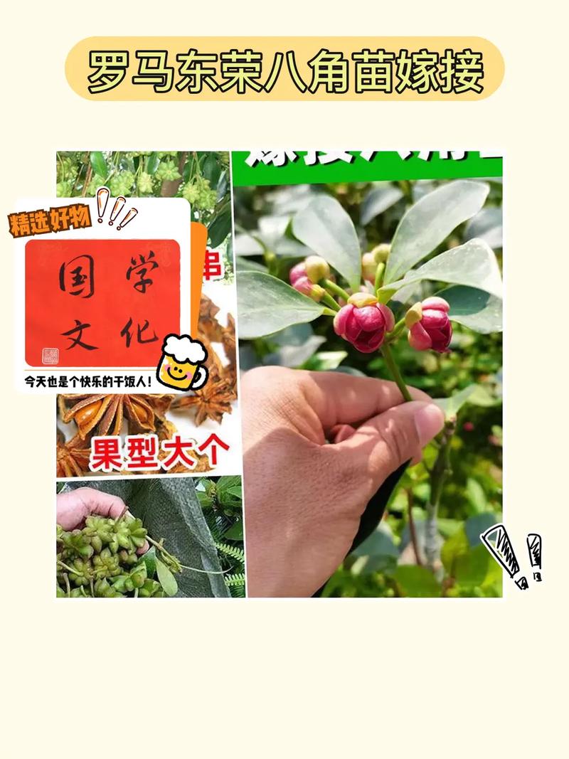 八角都是有哪些品种「罗马番茄侧枝怎么种植视频」 八角都是有哪些品种「罗马番茄侧枝怎么种植视频」 植物种类