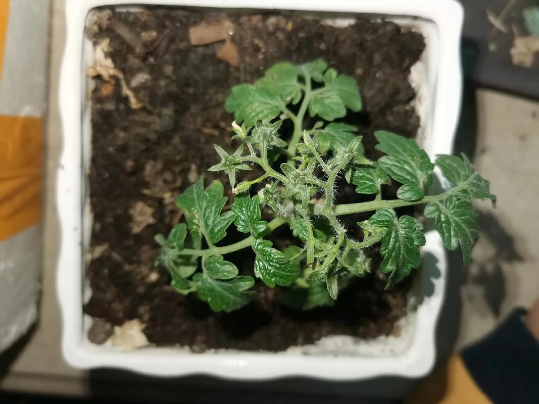盆栽矮生番茄苗买回来该怎么醒苗「早熟矮生番茄怎么种植视频」 盆栽矮生番茄苗买回来该怎么醒苗「早熟矮生番茄怎么种植视频」 土壤施肥