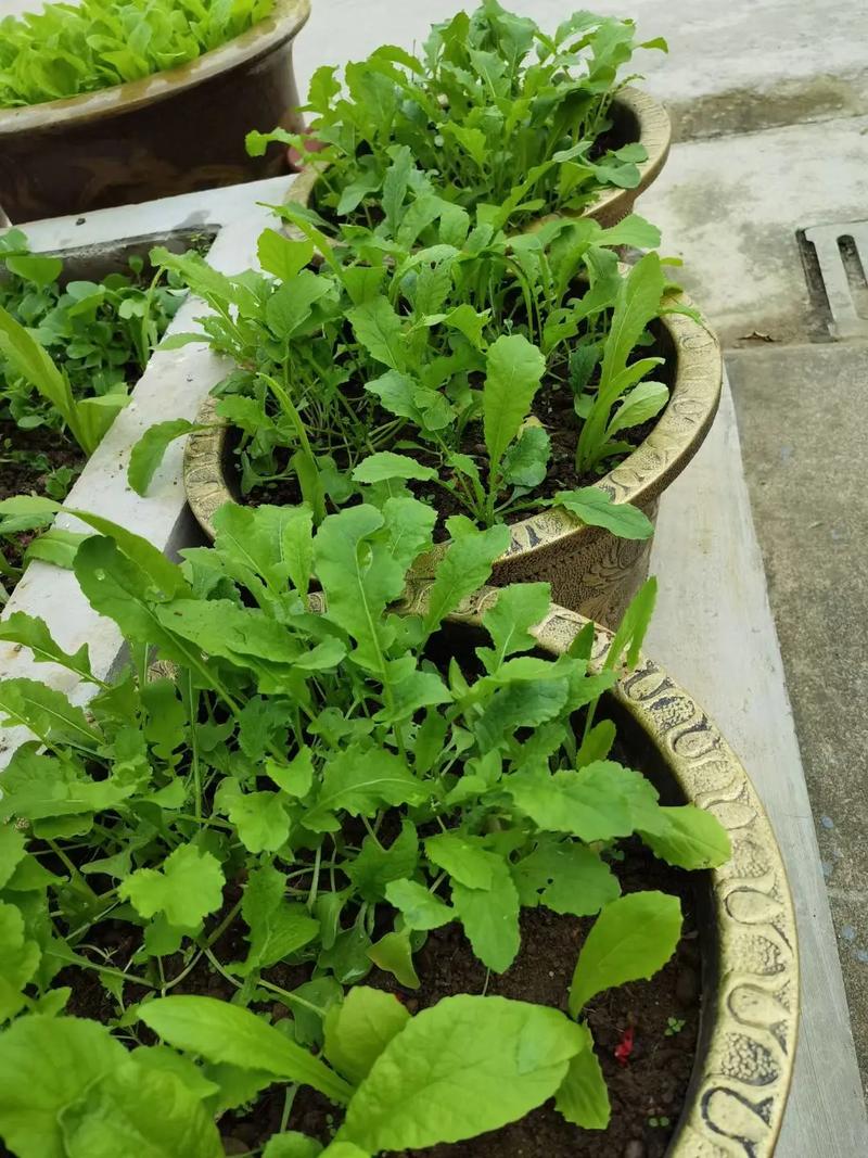 盆栽蔬菜如何做到绿色无公害「蔬菜种植盆栽小技巧视频」 盆栽蔬菜如何做到绿色无公害「蔬菜种植盆栽小技巧视频」 土壤施肥