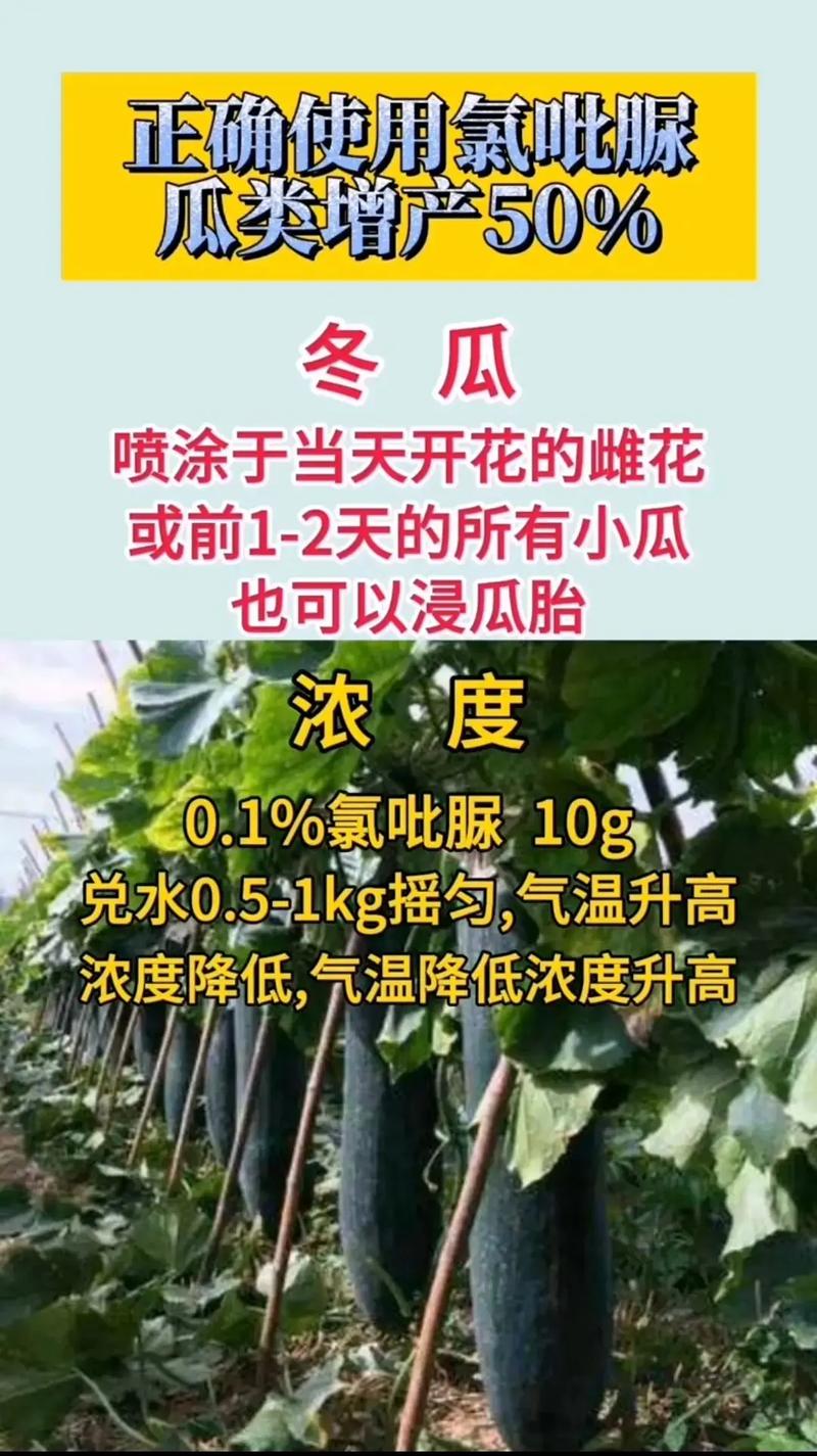 三农视频可以拍哪些内容「蔬菜种植话术技巧视频教程」 三农视频可以拍哪些内容「蔬菜种植话术技巧视频教程」 番茄种植技巧