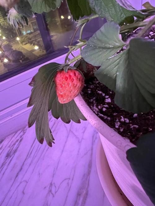 紫色小番茄盆栽种植方法「花盆矮番茄怎么种植视频」 紫色小番茄盆栽种植方法「花盆矮番茄怎么种植视频」 番茄病虫害防治