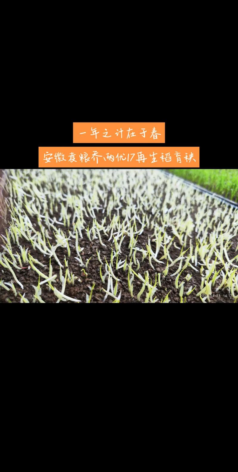 安徽省主要种植什么的「安徽蔬菜种植技巧和方法视频」 农业常识 安徽省主要种植什么的「安徽蔬菜种植技巧和方法视频」 安徽省主要种植什么的「安徽蔬菜种植技巧和方法视频」 农业常识