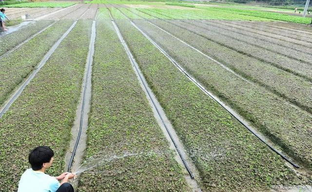 寿光市大棚莴笋种法「寿光优质蔬菜种子种苗种植技巧和方法」 寿光市大棚莴笋种法「寿光优质蔬菜种子种苗种植技巧和方法」 农业常识