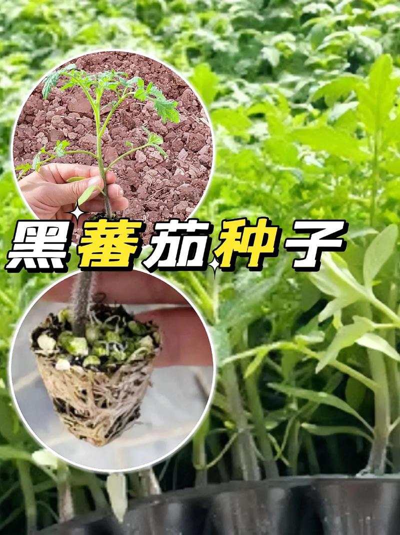 籽料的黑皮是怎样的「黑皮大番茄种子怎么种植视频」 籽料的黑皮是怎样的「黑皮大番茄种子怎么种植视频」 番茄种植技巧