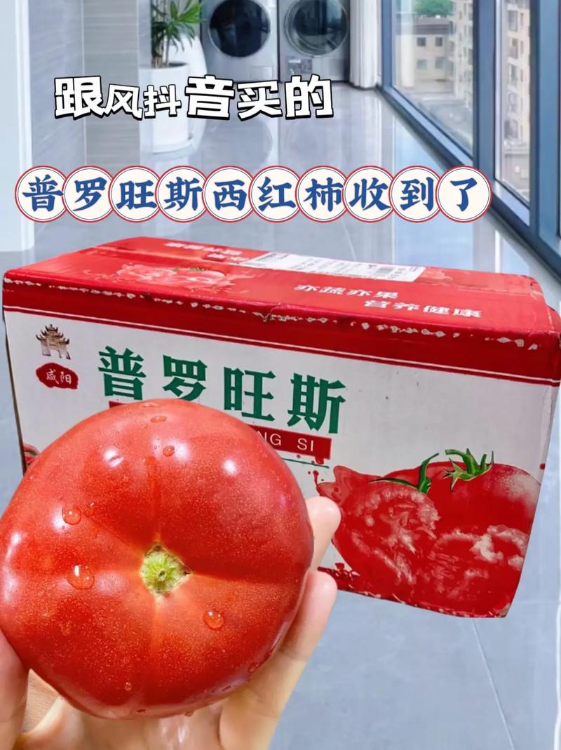 沙粉西红柿和硬粉西红柿哪个好吃「多彩皮球番茄怎么种植的」 沙粉西红柿和硬粉西红柿哪个好吃「多彩皮球番茄怎么种植的」 花朵知识