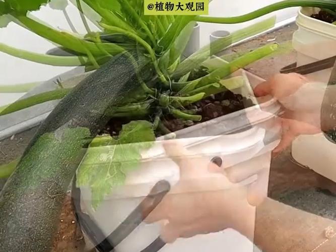 葫芦是蔬菜又是工艺品，在农村种植葫芦有哪些技巧？哪些注意事项「蔬菜种植小技巧图片大全」 葫芦是蔬菜又是工艺品，在农村种植葫芦有哪些技巧？哪些注意事项「蔬菜种植小技巧图片大全」 农业常识