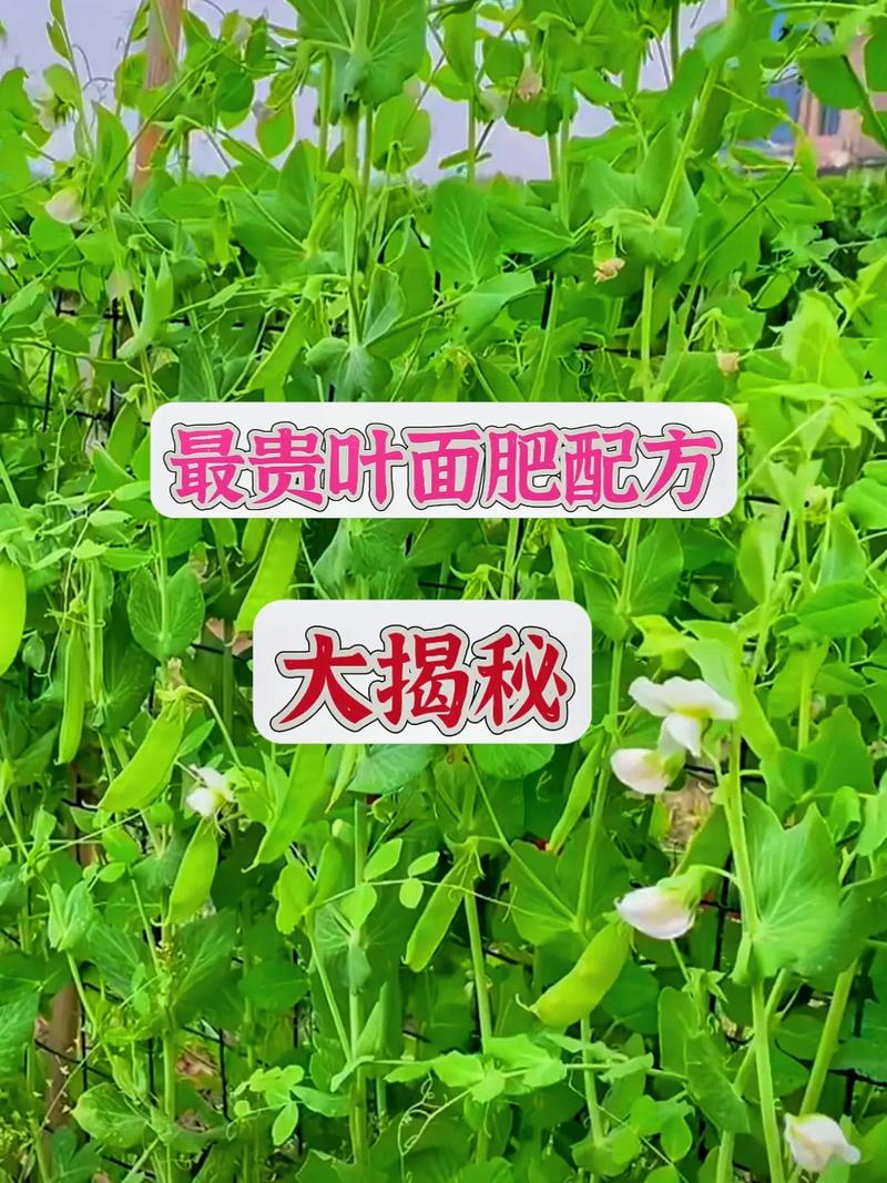 如何种植蔬菜「25种蔬菜种植技巧视频」 如何种植蔬菜「25种蔬菜种植技巧视频」 番茄病虫害防治