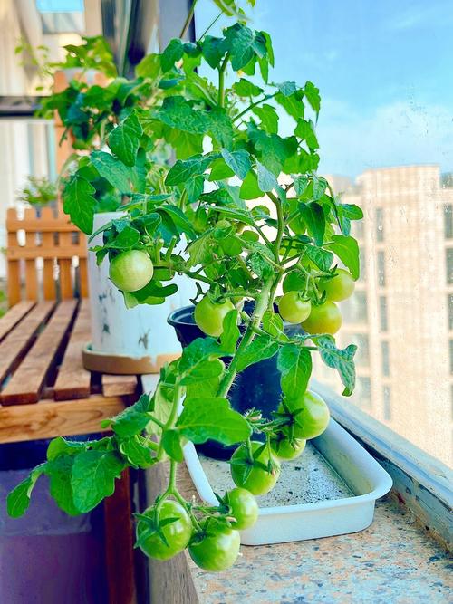 阳台上种小番茄，几个小方法让番茄结的又多又好「玲珑小番茄怎么种植无籽」 阳台上种小番茄，几个小方法让番茄结的又多又好「玲珑小番茄怎么种植无籽」 农业常识