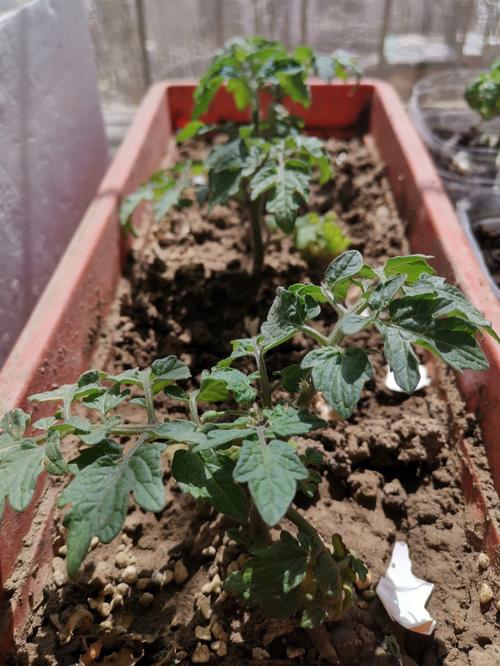 矮生番茄不开花「黑番茄矮生怎么种植视频」 矮生番茄不开花「黑番茄矮生怎么种植视频」 种植技巧