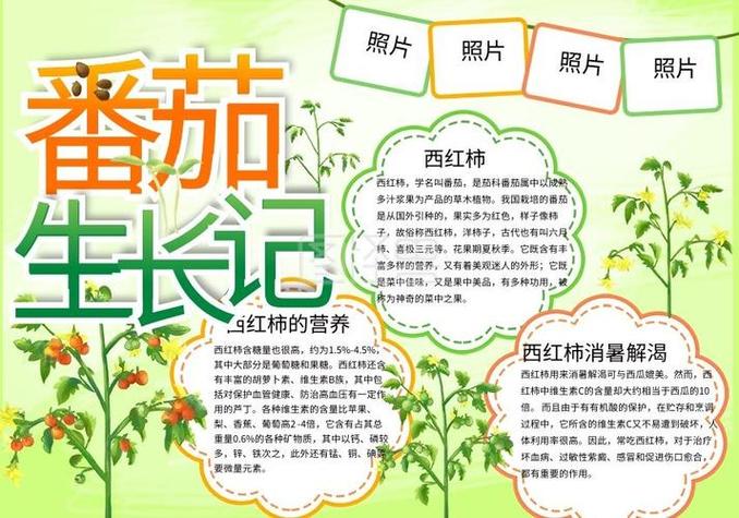 形容西红柿秧成长的句子「种植番茄怎么形容句子好听」 形容西红柿秧成长的句子「种植番茄怎么形容句子好听」 植物种类