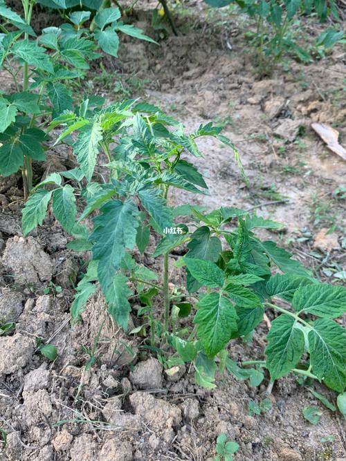 为什么番茄种不活「番茄怎么种呀」 为什么番茄种不活「番茄怎么种呀」 种植技巧