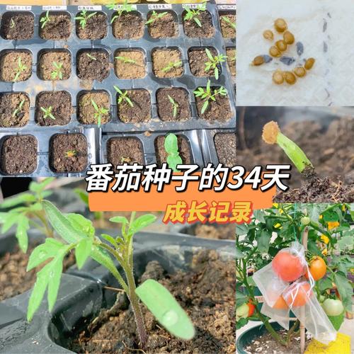 番茄种子怎么种植方法「番茄的菜苗怎么种植视频」 番茄种子怎么种植方法「番茄的菜苗怎么种植视频」 番茄种植技巧
