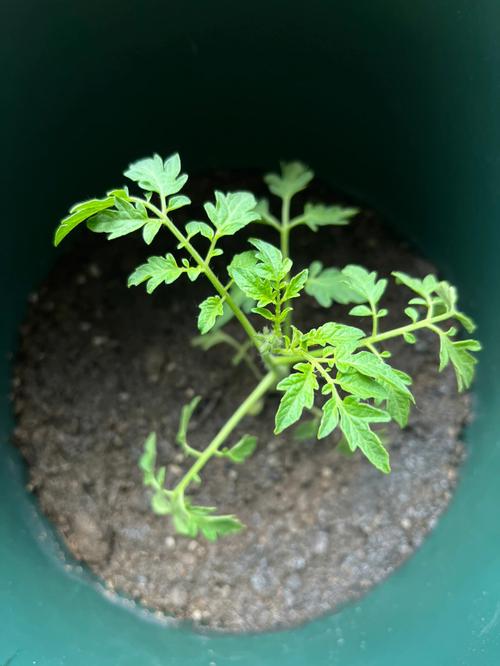 西红柿苗不长高怎么办「阳台种植番茄怎么矮化的」 西红柿苗不长高怎么办「阳台种植番茄怎么矮化的」 植物种类
