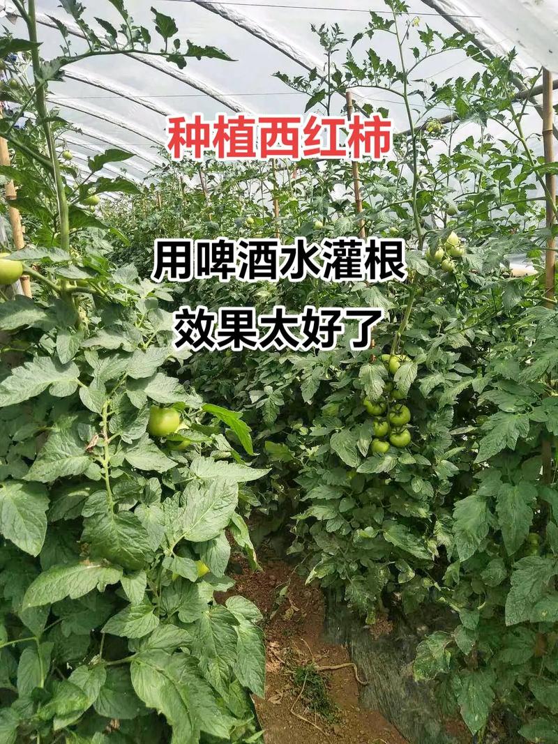 番茄春季如何种「番茄春季怎么种植视频」 番茄春季如何种「番茄春季怎么种植视频」 番茄病虫害防治