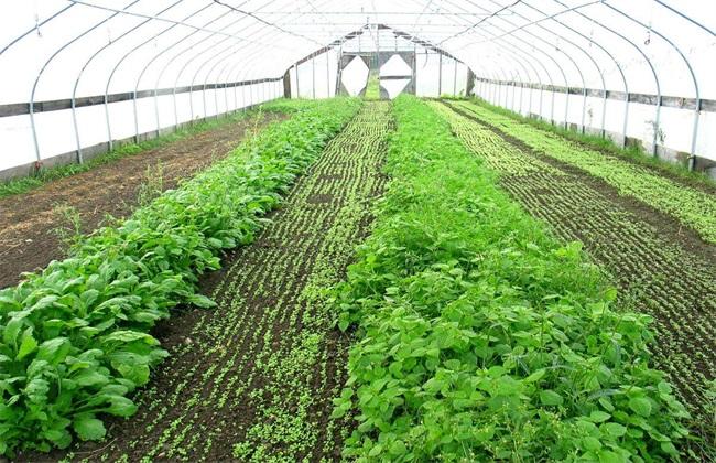 大棚蔬菜种植需要注意哪些问题「不同类型蔬菜种植技巧有哪些」 大棚蔬菜种植需要注意哪些问题「不同类型蔬菜种植技巧有哪些」 植物种类