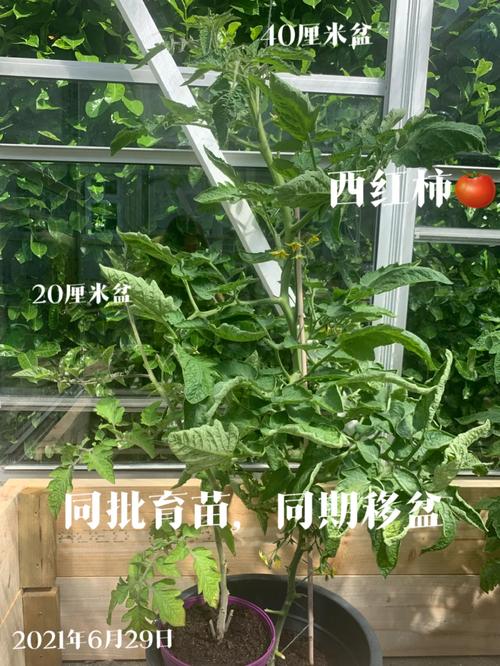 大树番茄种植时间和方法「番茄苗大棵怎么种植视频」 大树番茄种植时间和方法「番茄苗大棵怎么种植视频」 种植技巧