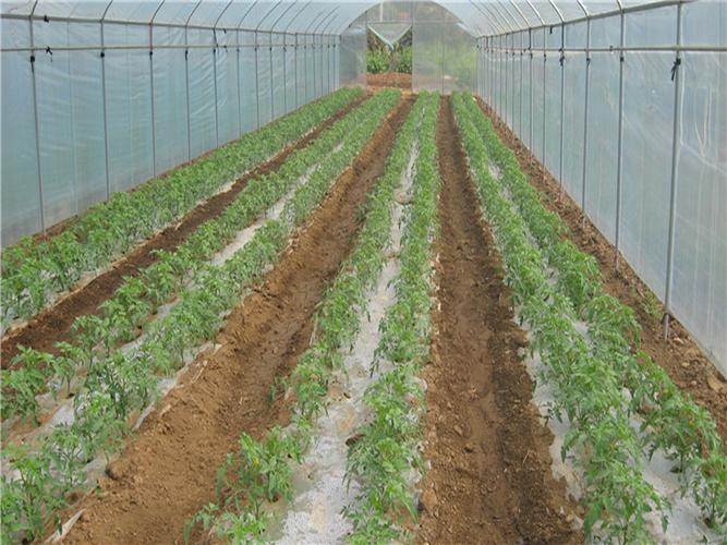酱番茄大田高产栽培技术「土番茄怎么种植高产视频」 酱番茄大田高产栽培技术「土番茄怎么种植高产视频」 植物种类