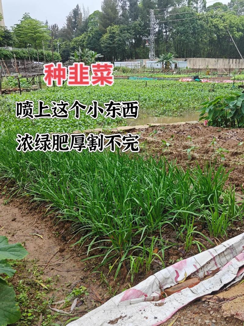 韭菜的种植技术和方法「蔬菜韭菜种植技巧图解视频」 韭菜的种植技术和方法「蔬菜韭菜种植技巧图解视频」 植物种类