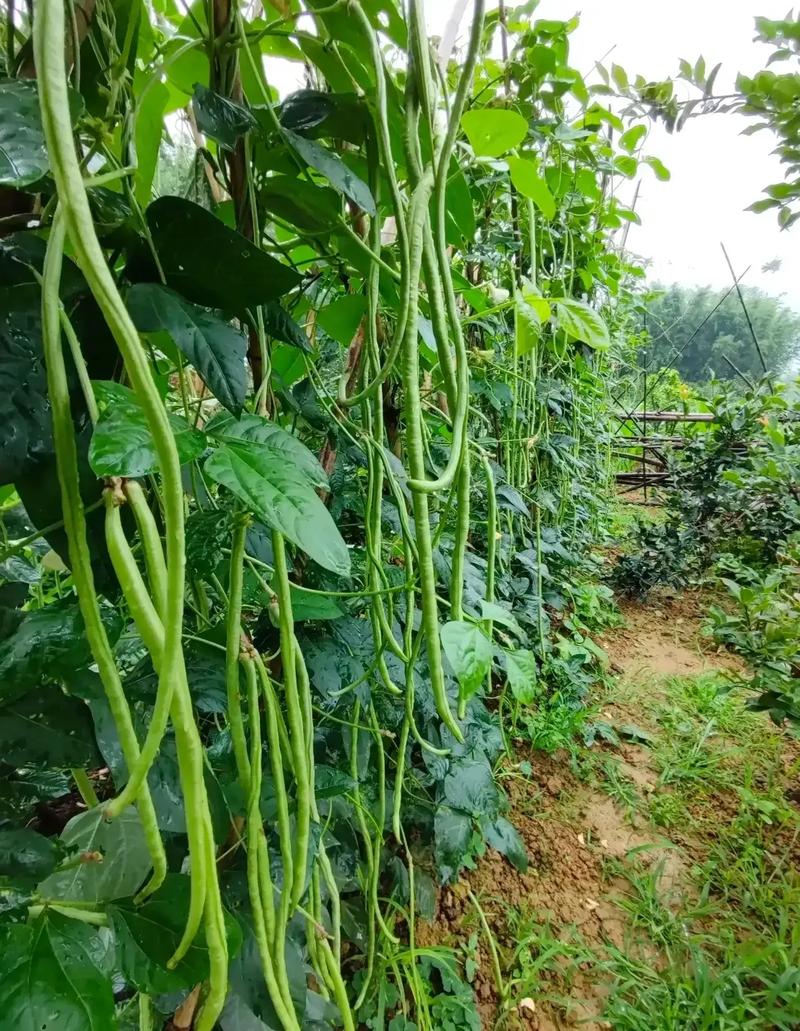 我租了100亩地。是种粮食好。还是种瓜果蔬菜好「农村瓜果蔬菜种植技巧视频」 我租了100亩地。是种粮食好。还是种瓜果蔬菜好「农村瓜果蔬菜种植技巧视频」 番茄种植技巧