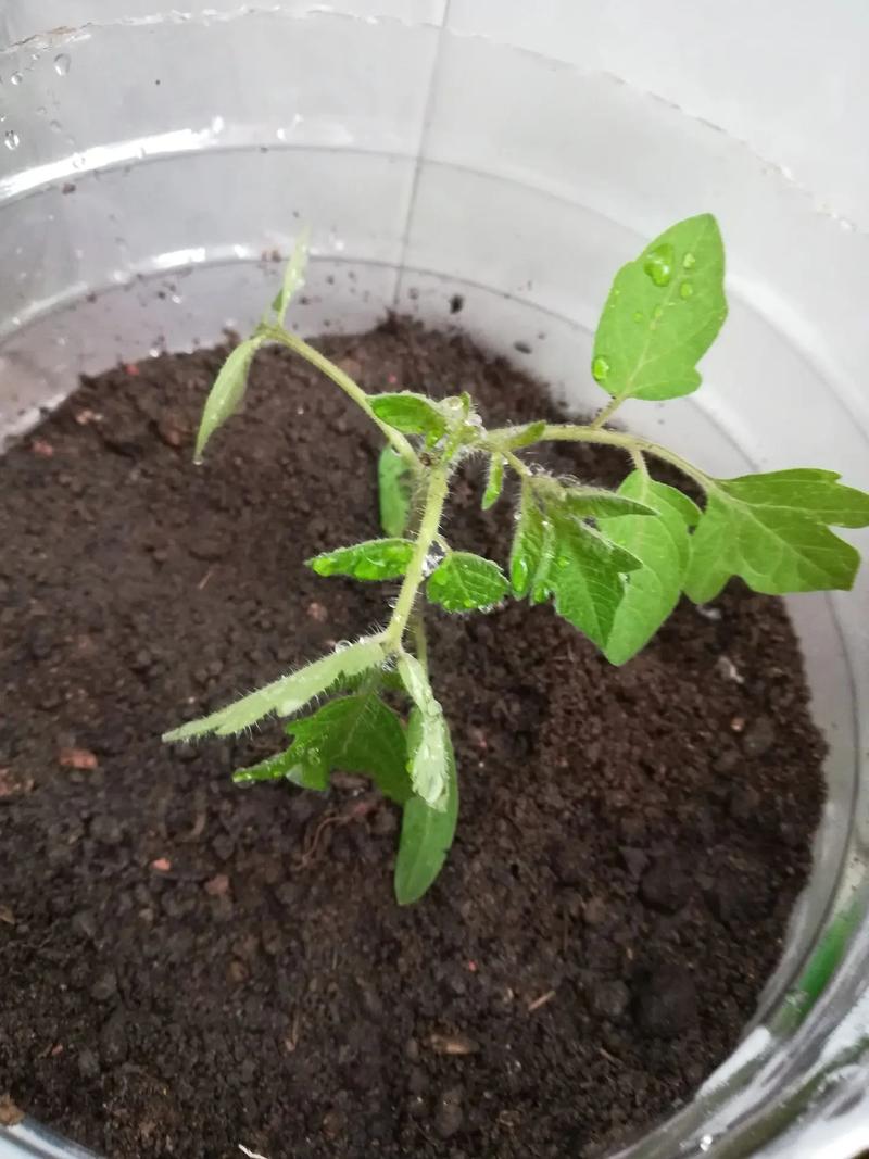 盆栽番茄的种植方法「番茄怎么自己种植呢图片大全」 盆栽番茄的种植方法「番茄怎么自己种植呢图片大全」 种植技巧