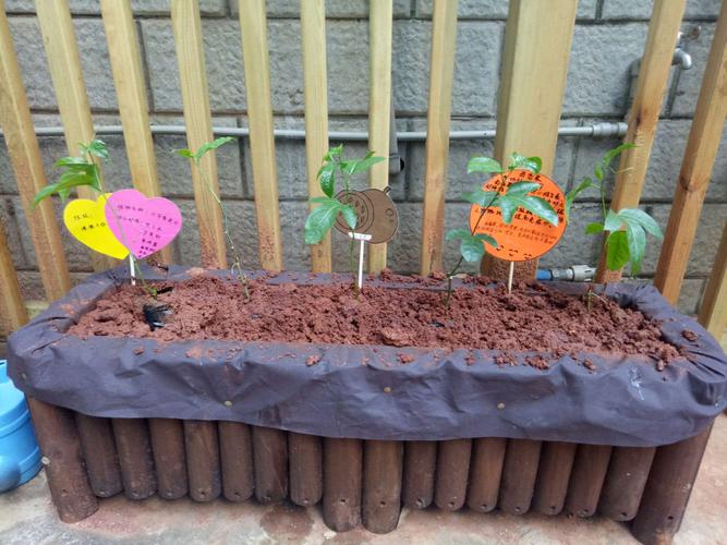 学校植物角买什么植物最好「教室种植角番茄怎么种的」 学校植物角买什么植物最好「教室种植角番茄怎么种的」 种植技巧