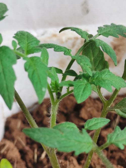 番茄苗子成长过程中怎么管理「小番茄怎么种植的苗子图片」 番茄苗子成长过程中怎么管理「小番茄怎么种植的苗子图片」 种植技巧