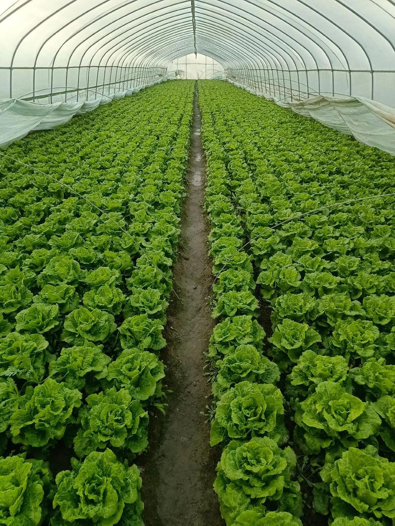 种植大棚的什么时候最忙，什么时候最清闲「种植番茄喷管怎么摆放好」 种植大棚的什么时候最忙，什么时候最清闲「种植番茄喷管怎么摆放好」 番茄种植技巧