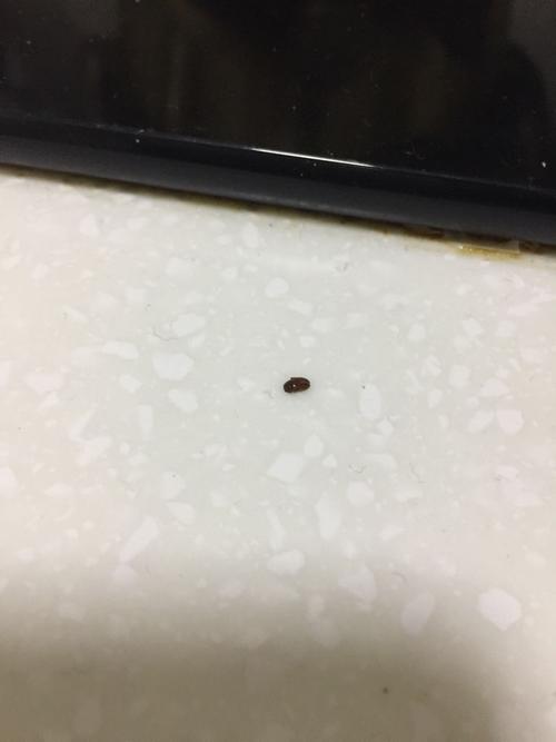 厨房里有很多很小的小白虫，不注意看，以为是灰尘，84消毒，杀虫剂，都没灭掉，繁殖快，不知该怎么办「蔬菜种植杀菌技巧视频大全教程」 厨房里有很多很小的小白虫，不注意看，以为是灰尘，84消毒，杀虫剂，都没灭掉，繁殖快，不知该怎么办「蔬菜种植杀菌技巧视频大全教程」 植物种类