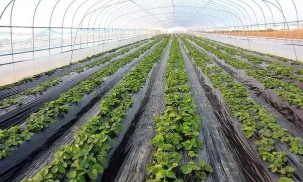 大棚蔬菜种植需要注意哪些问题「多种蔬菜种植小技巧视频」 大棚蔬菜种植需要注意哪些问题「多种蔬菜种植小技巧视频」 土壤施肥