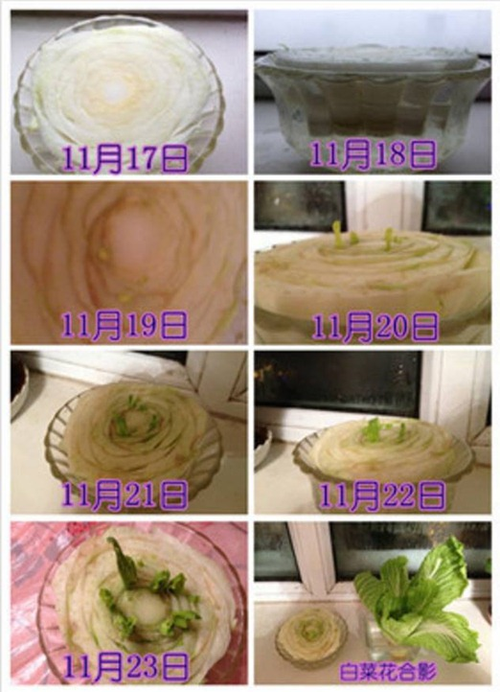 家庭水培蔬菜种植方法「蔬菜种植技巧家庭版视频」 家庭水培蔬菜种植方法「蔬菜种植技巧家庭版视频」 植物种类