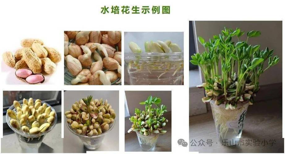 阳台种菜教授：如何土培或水培花生芽「阳台水培蔬菜种植小技巧视频」 阳台种菜教授：如何土培或水培花生芽「阳台水培蔬菜种植小技巧视频」 番茄种植技巧