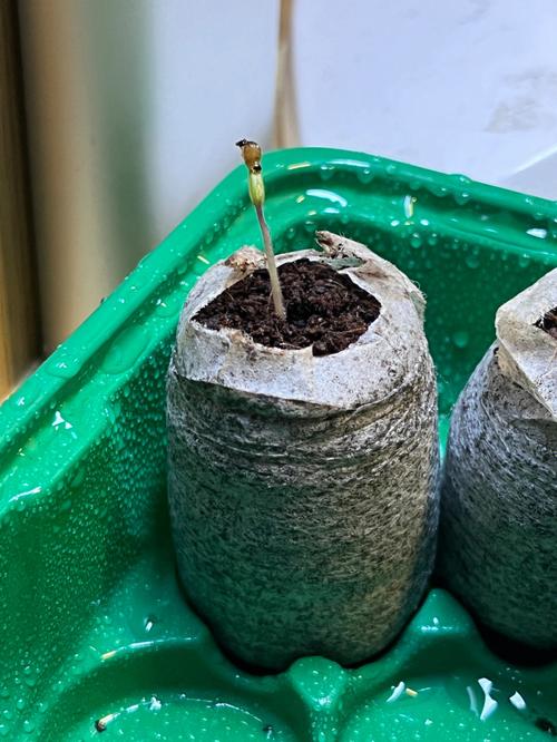 西红柿昰怎样传种子「我的世界番茄种子怎么种植」 西红柿昰怎样传种子「我的世界番茄种子怎么种植」 花朵知识
