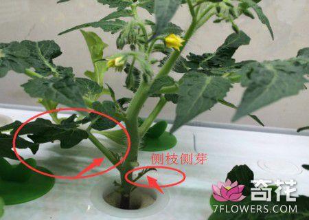 盆栽西红柿浇水技巧「盆栽小番茄种植怎么浇水视频」 盆栽西红柿浇水技巧「盆栽小番茄种植怎么浇水视频」 种植技巧