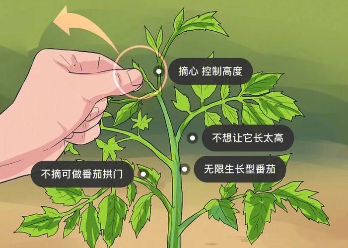 大番茄阳台莳植本领,大番茄阳台莳植本领图解。 大番茄阳台莳植本领,大番茄阳台莳植本领图解。 番茄种植技巧