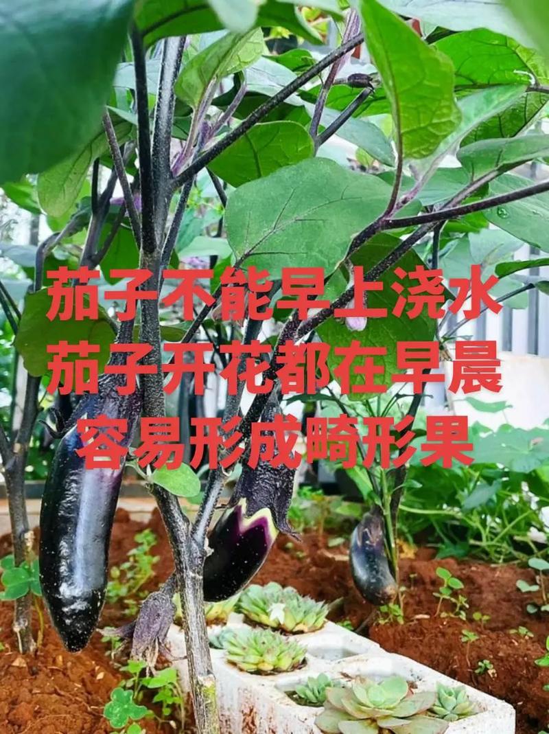 关于蔬菜种植的微信公众号有哪些「广西蔬菜种植技巧培训班电话」 种植技巧 关于蔬菜种植的微信公众号有哪些「广西蔬菜种植技巧培训班电话」 关于蔬菜种植的微信公众号有哪些「广西蔬菜种植技巧培训班电话」 种植技巧