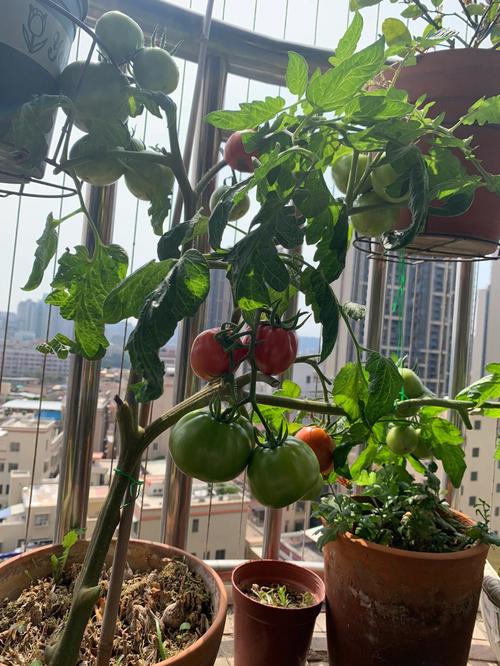阳台西红柿种植方法「阳台种植番茄怎么样管理」 阳台西红柿种植方法「阳台种植番茄怎么样管理」 种植技巧