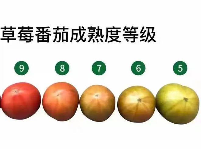 什么样的西红柿是正常成熟的「种植番茄怎么知道熟了吗还是生的」 什么样的西红柿是正常成熟的「种植番茄怎么知道熟了吗还是生的」 花朵知识
