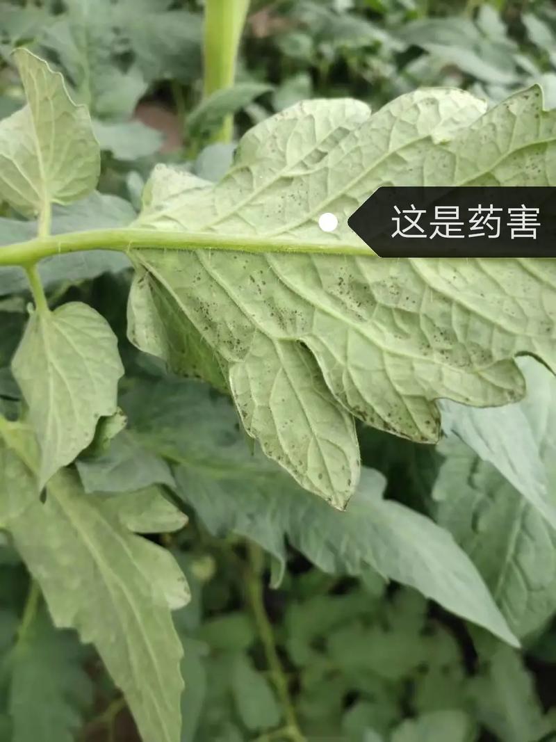 西红柿叶片“芝麻斑”怎样防与治「芝麻怎么种植小番茄视频」 西红柿叶片“芝麻斑”怎样防与治「芝麻怎么种植小番茄视频」 植物种类